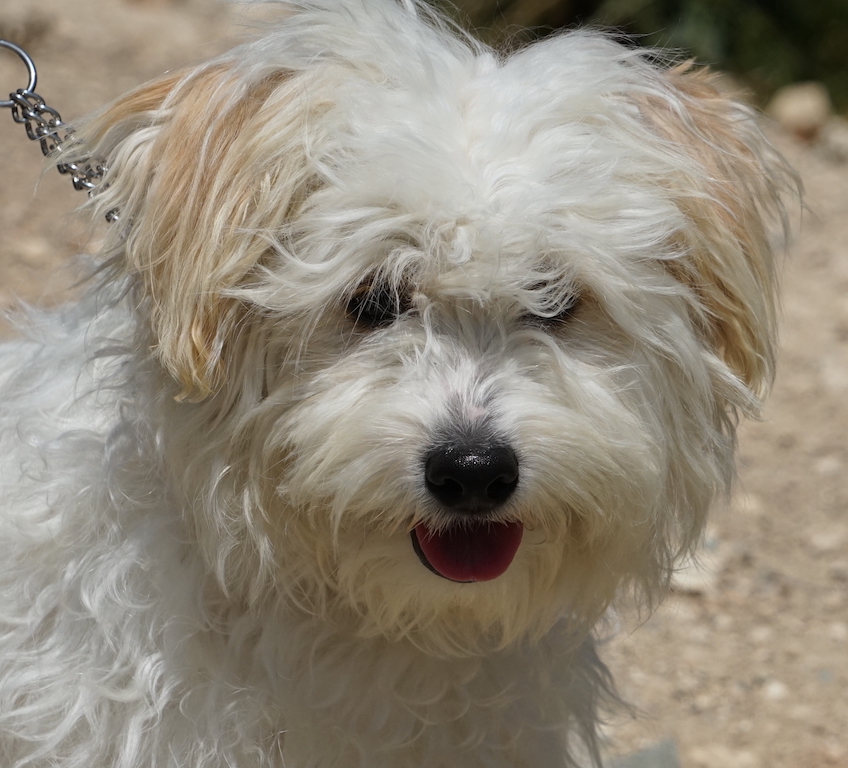 Hund Aulandstierschutz Zypern Terrier 14