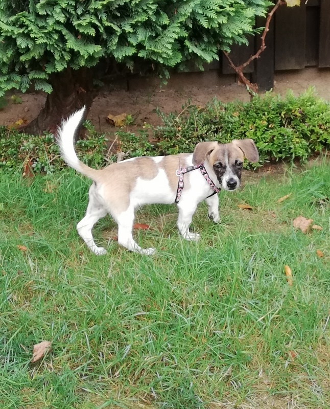 Welpe Baci aus dem Tierschutz sucht eine Familie in Deutschland.