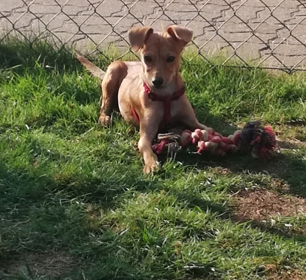 Welpe Balu aus dem Tierschutz auf Zypern sucht eine Familie in Deutschland.