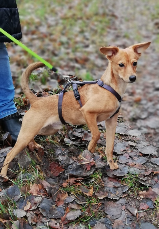 Balu Rüde Tierschutz Zypern Pflegestelle 01