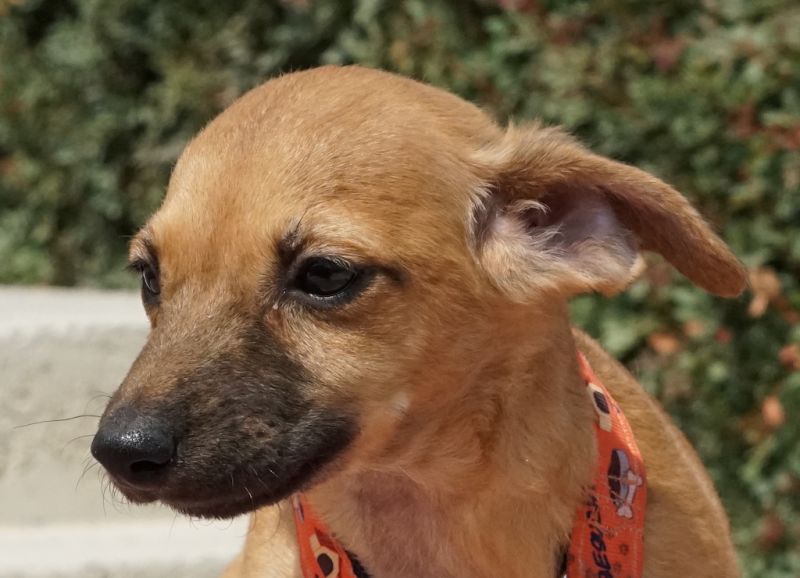 Welpe aus Tierschutz Zypern sucht Zuhause