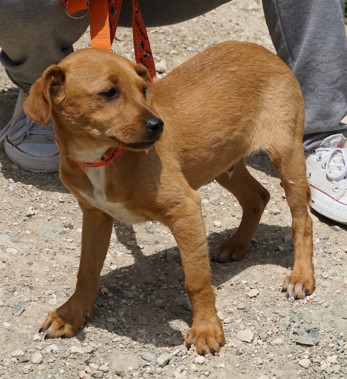 Mischlings Welpe aus dem Tierschutz auf Zypern sucht ein Zuhause. 
