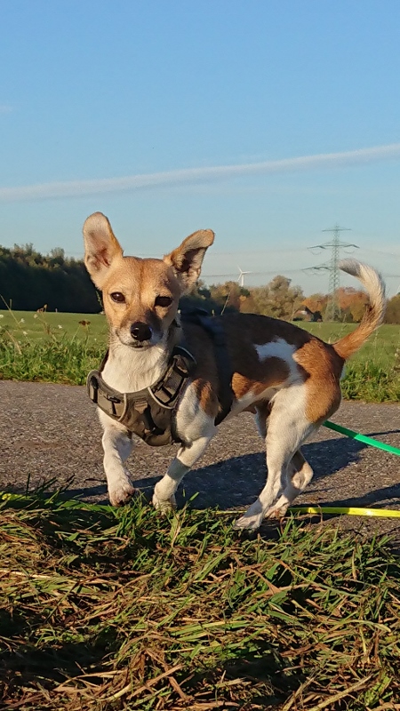 Kokoni Mix aus Zypern sucht eine neue Familie.