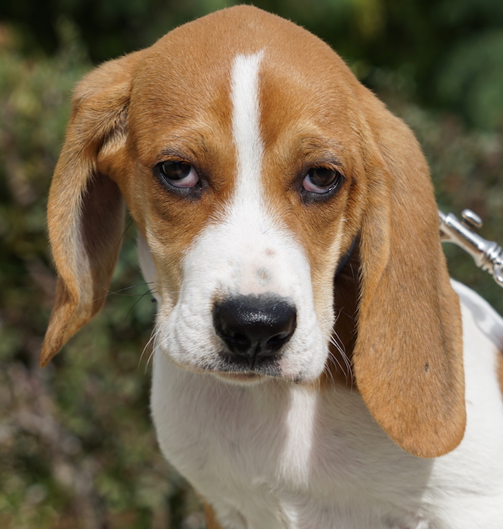 Welpe Blue aus dem Tierschutz auf Zypern sucht ein Zuhause.