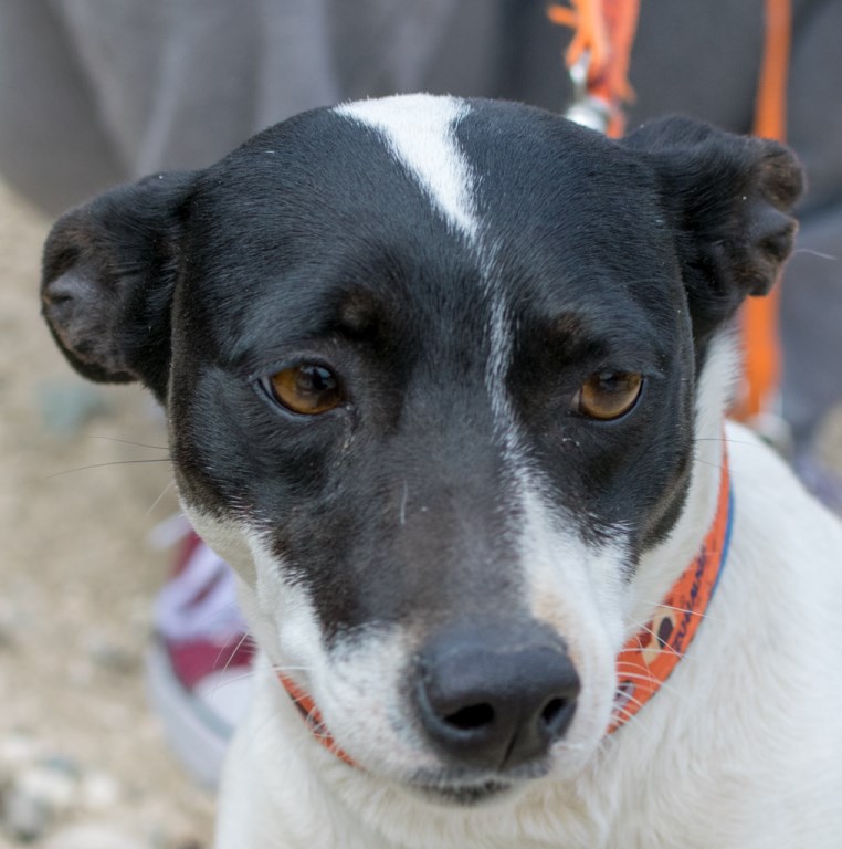 Jack Russel Mischling aus Zypern sucht eine eigene Familie in Deutschland.