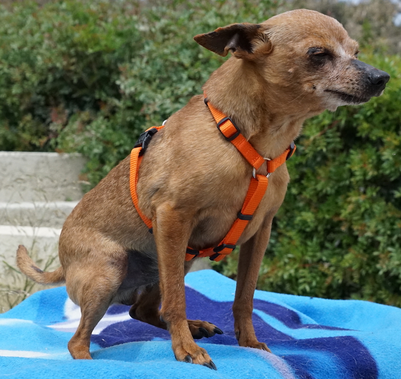 Notfellchen Chihuahua Butch aus Zypern hat eine Pflegestelle in Deutschland gefunden.