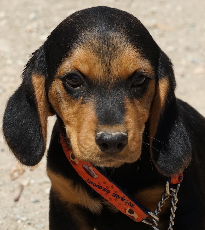 Beagle Mix Welpe Zypern Tierschutz 46