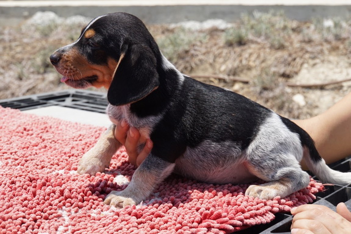Beagle Mix Welpe fliegt zu seiner Familie nach München Airport.