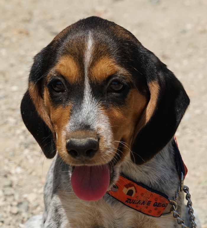 Beagle Mix Welpe Zypern Tierheim 69