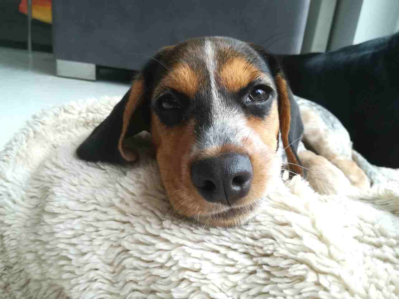 Casaya Beagle Hündin Deutschland