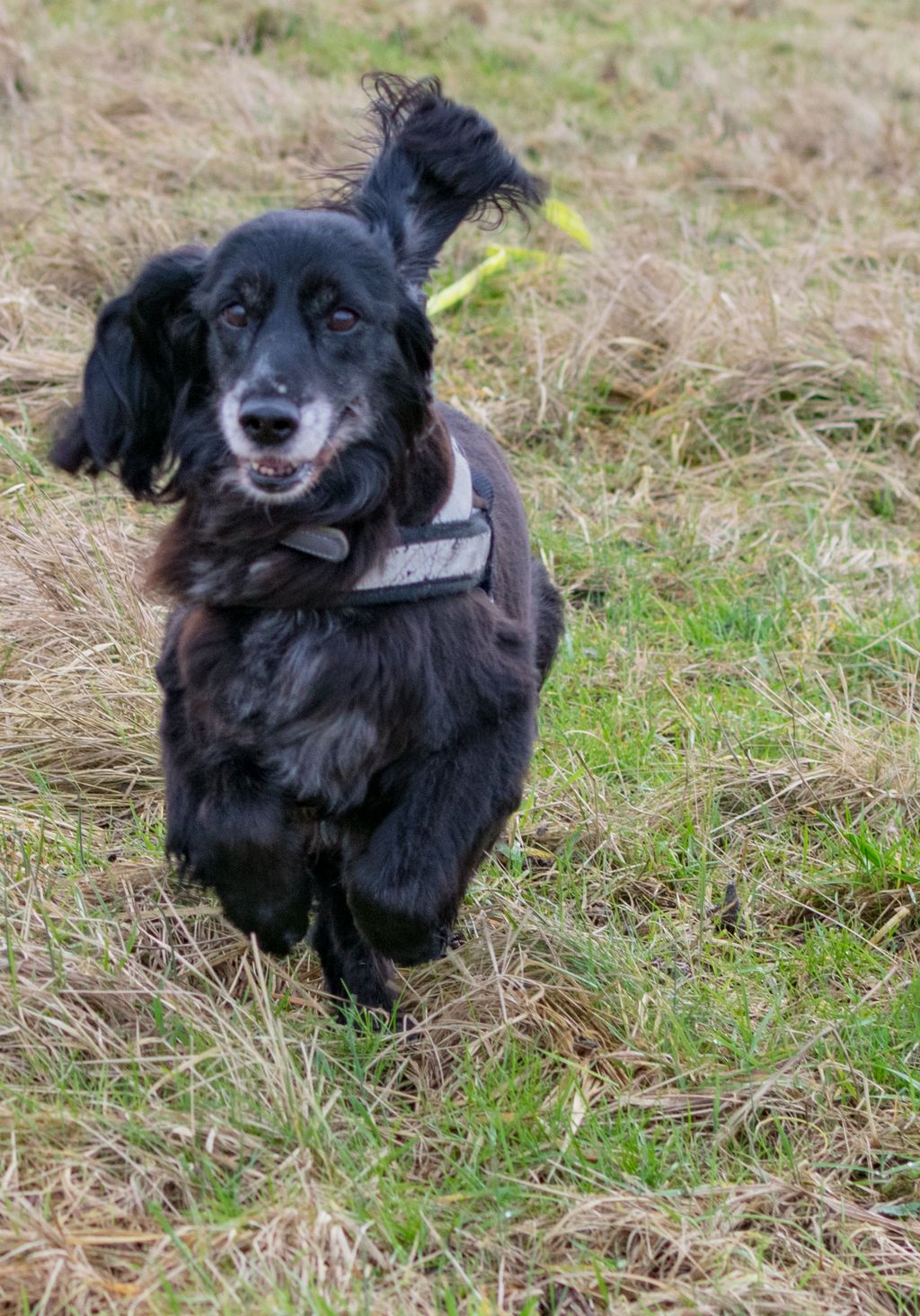 Die Mischlingshündin Cassie aus Zypern sucht ein Zuhause und kommt aus dem Tierheim.