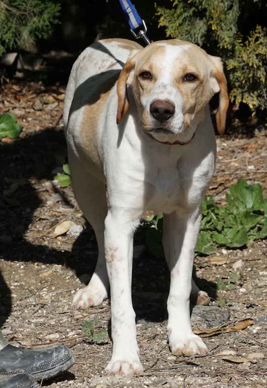 Pointer Junghund aus dem Tierheim auf Zypern hat eine Pflegestelle.