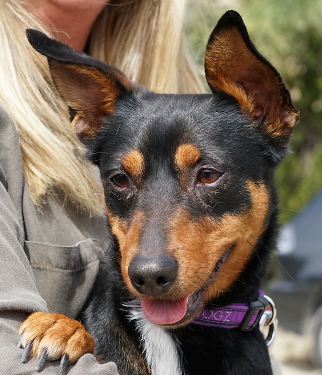 Charlie aus Zypern aus dem Tierschutz sucht eine Familie.