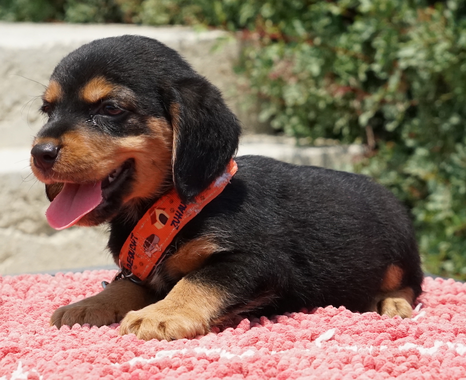 Beagle Mix Welpe fliegt nach Frankfurt Airport.