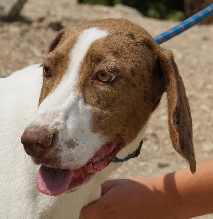 Pointer Zypern Shelter Hund 92