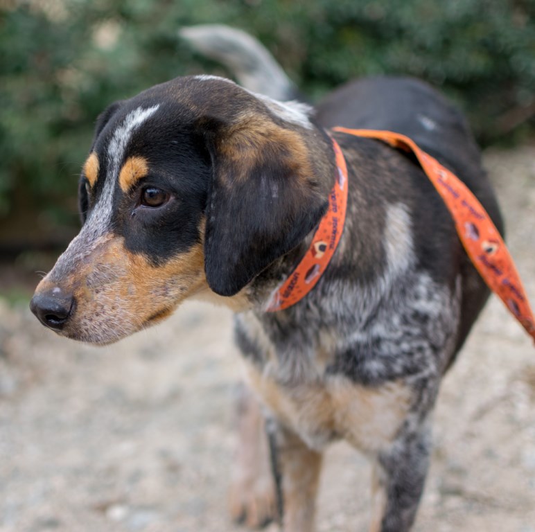 Jagdhund aus Zypern fliegt nach Frankfurt Airport.