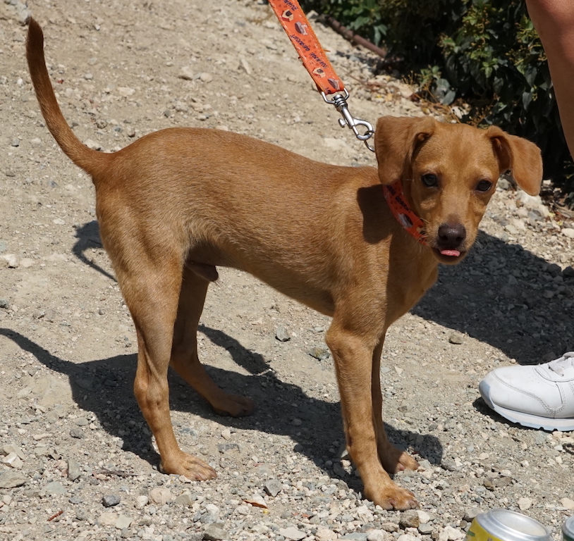 Chihuahua Mix fliegt nach Deutschland.^
