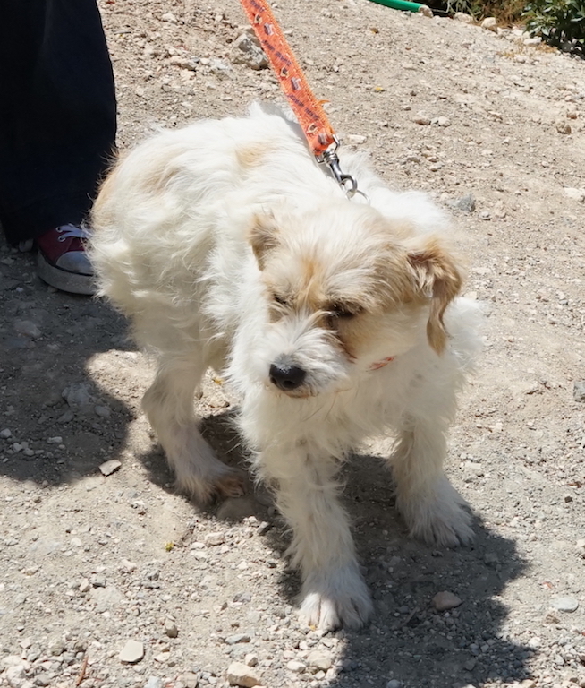 Terrier Mix Hündin fliegt nach Hamburg Airport.