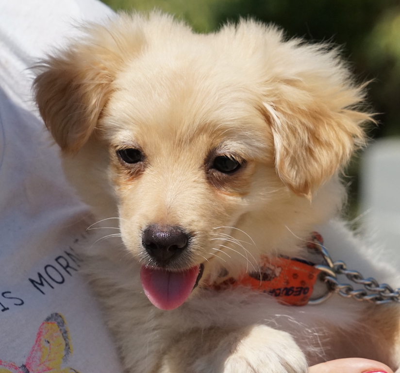 Terrier Mischling Welpe Tierschutz Zypern 43