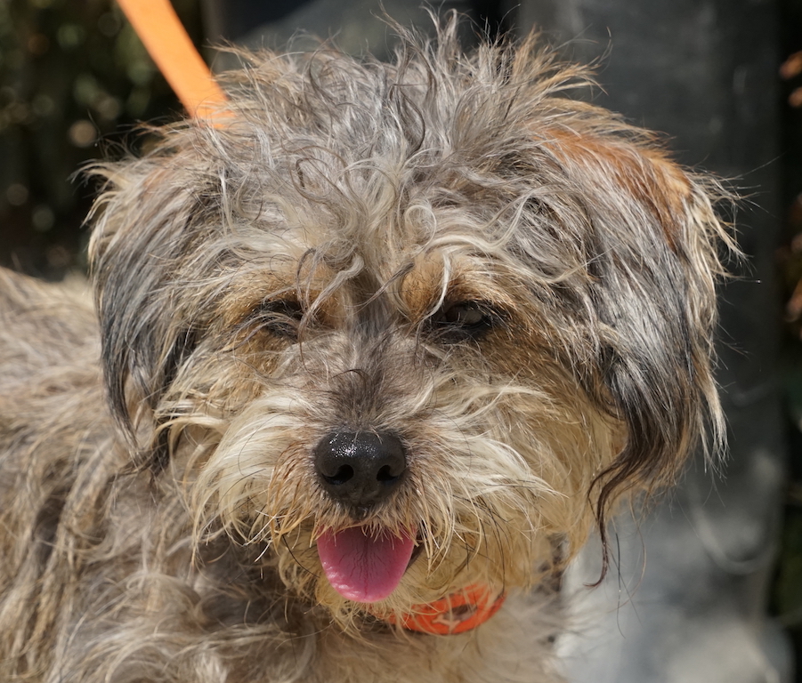 Terrier Tierheim Mischling Zypern 00