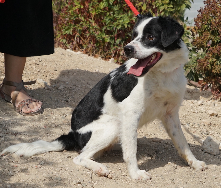 Spaniel Mix Rüde hat eine Pflegestelle in Deutschland.