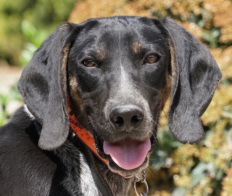 Pointer Hund Zypern Tierschutz 98
