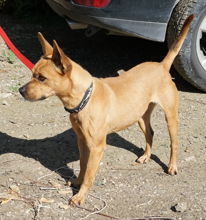 Pinscher Hündin aus dem Auslandstierschutz hat eine Pflegestelle in Deutschland.
