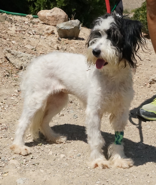Terrier Pudel Zypern Tierschutz 53