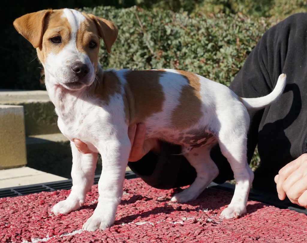 Jack Russel Mischlings Welpe aus dem Auslandstierschutz auf Zypern.