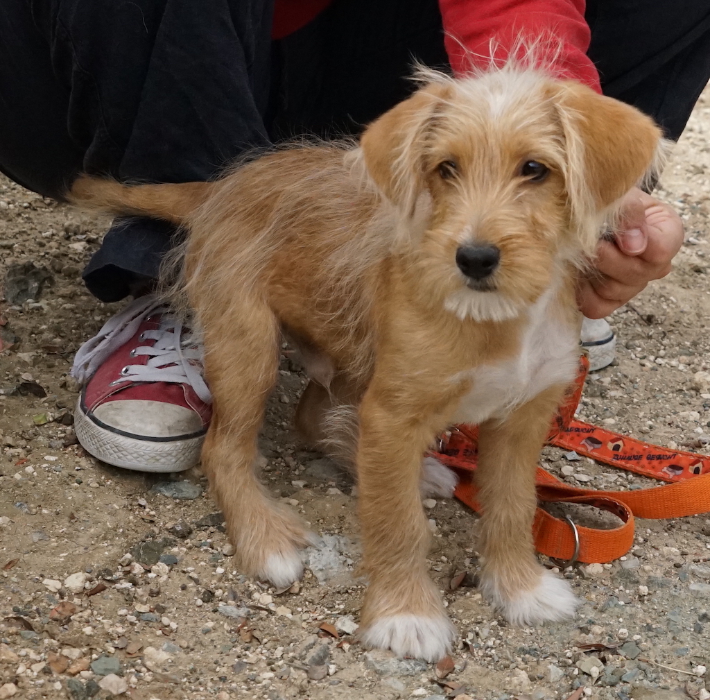 Terrierwelpe aus dem Tierschutz fliegt nach Hamburg Airport.