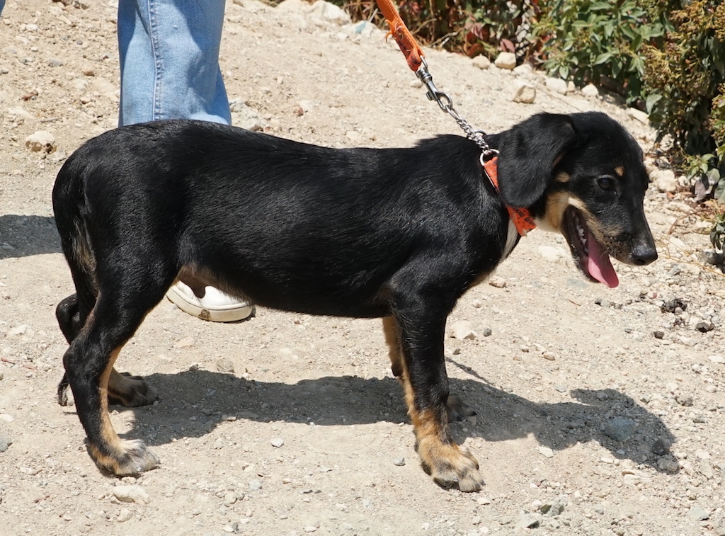 Dackel Tierschutz Zypern Welpe 26