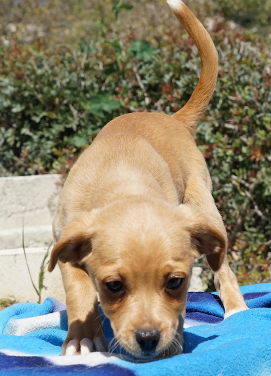 Terrier Welpe aus dem Auslandstierschutz fliegt nach Deutschland.