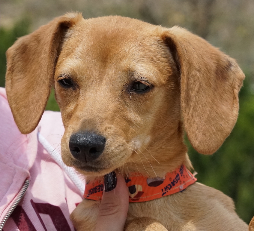 Pincher Hund Tierheim Zypern 95