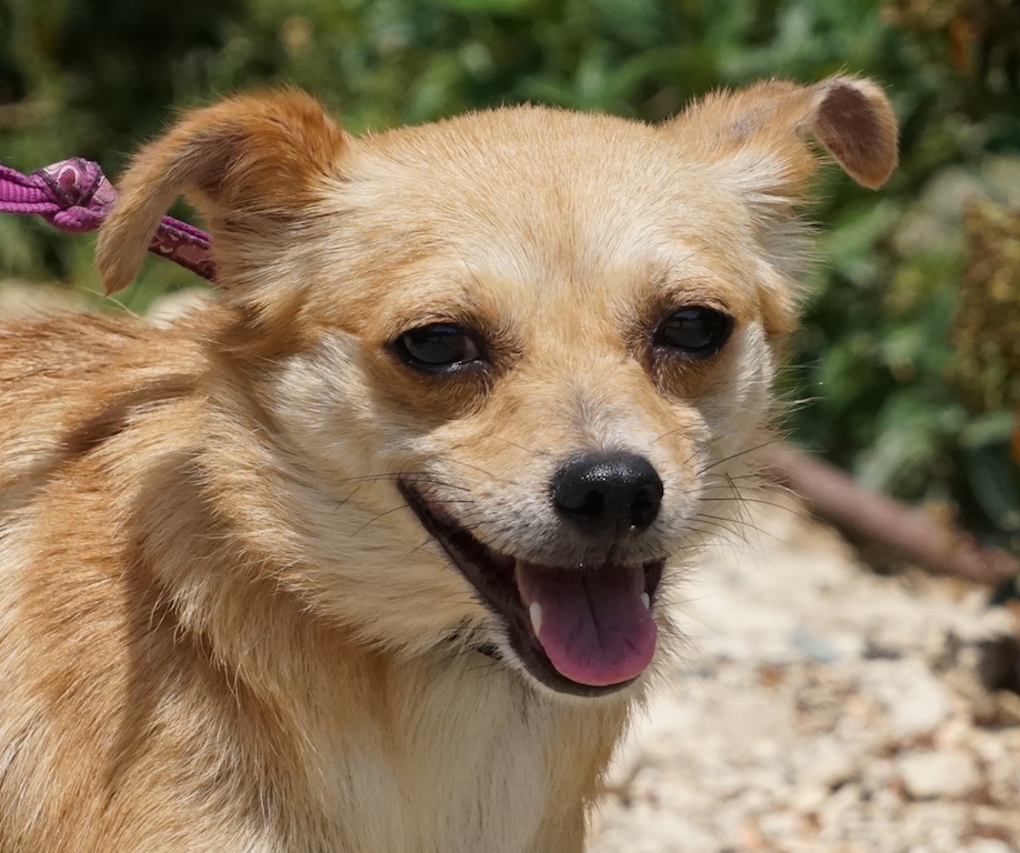 Chihuahua Mix wurde gerettet auf Zypern.