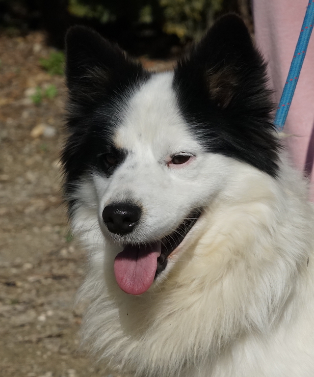 Mischling Auslandstierschutz Hund Zypern 8