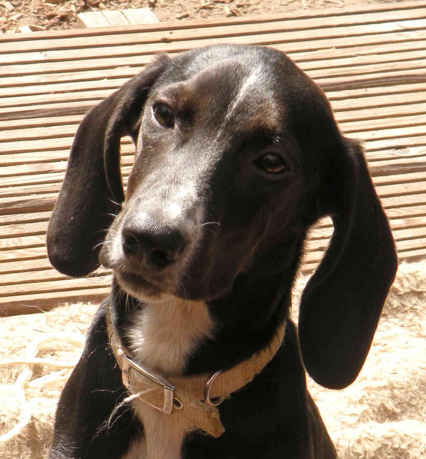 Hugo2 sucht eine liebevolle Familie in Deutschland.