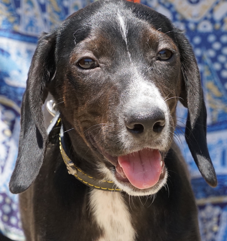 Hund Tierheim Zypern Pointer 51