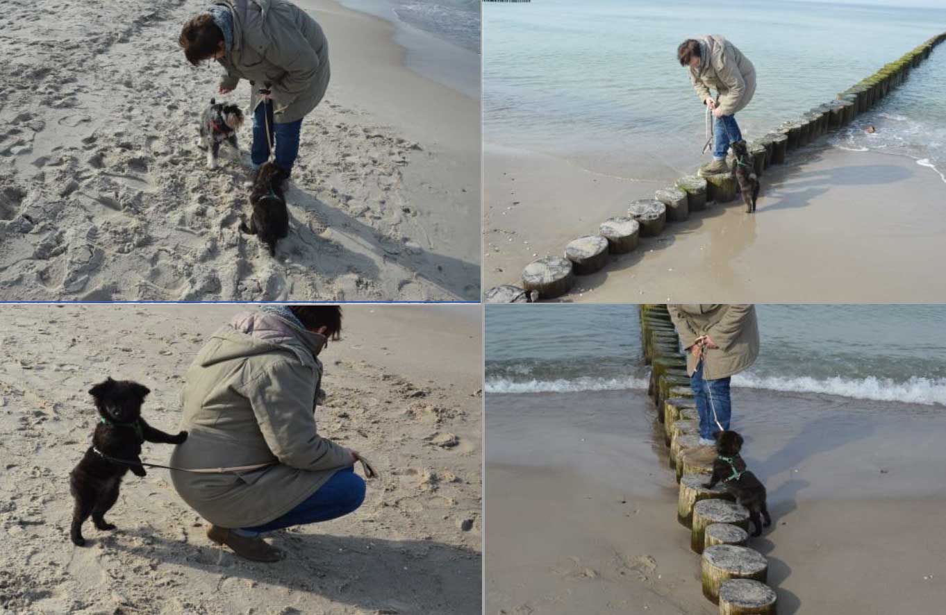 Kleiner Mischlings Welpe aus Zypern an der Ostsee