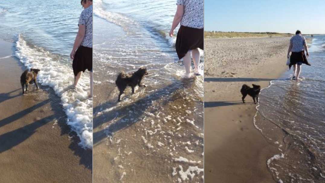 Leinentraining mit Benny am Strand.