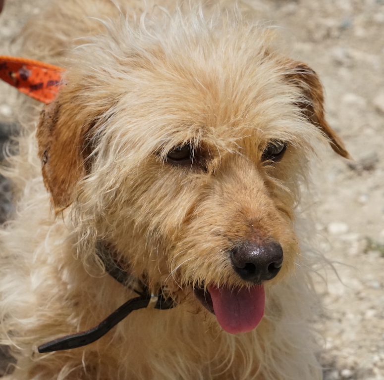 Terrier Mischling Jared sucht eine Familie in Deutschland.