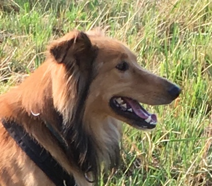 Ein selbstbewusster Collie aus dem Tierschutz sucht ein Zuhause.