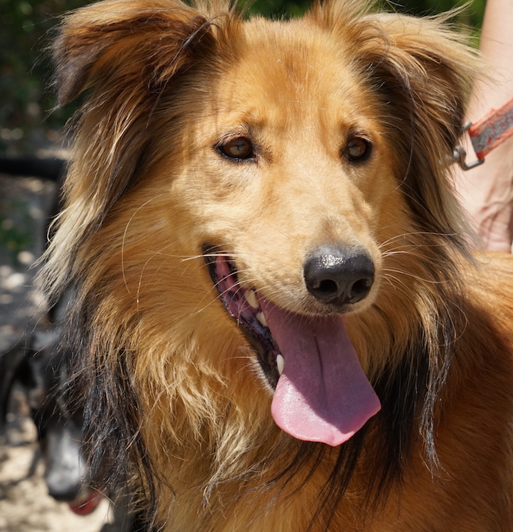 Collie Mischling aus dem Tierschutz auf Zypern sucht eine Familie.