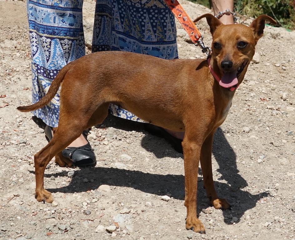Pinscher Chihuahua Tierheim Zypern 42
