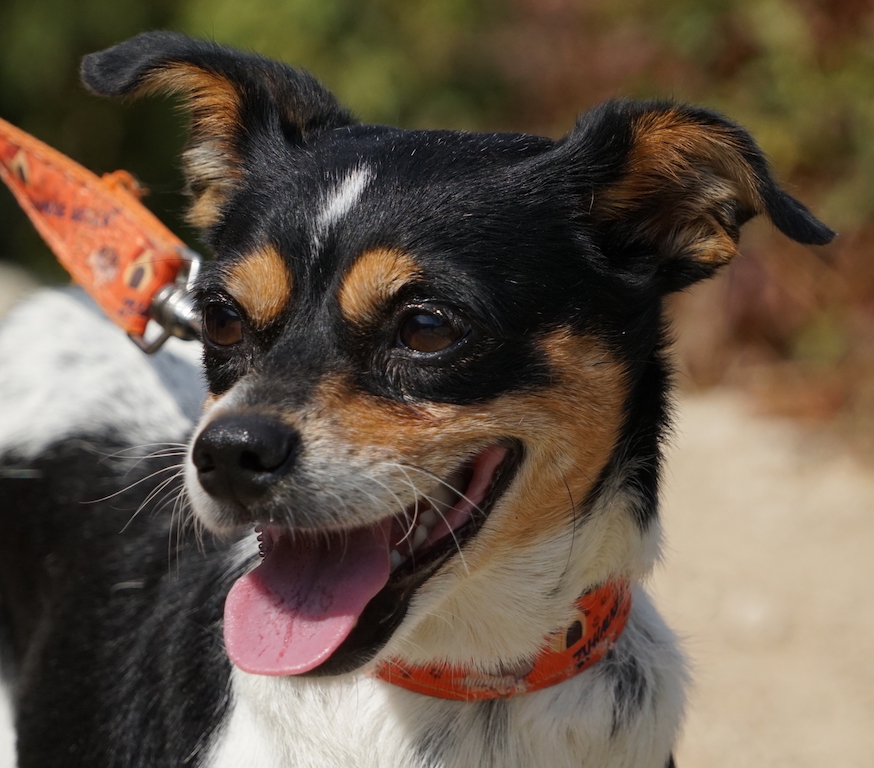Chihuahua Mix aus Zypern hat eine Pflegestelle in Deutschland.