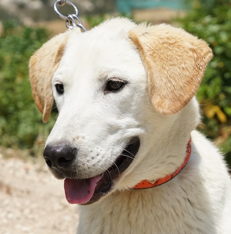 Labrador Mischling Lasse aus Zypern sucht seine Familie in Deutschland.