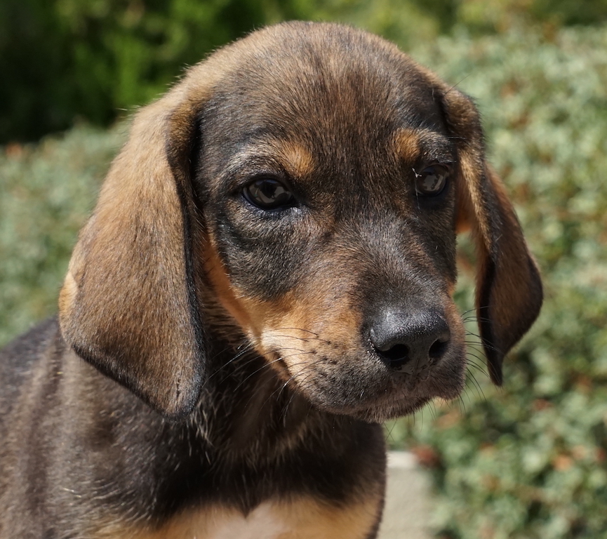 Entzückender Mischlings-Welpe aus dem Tierschutz Zypern
