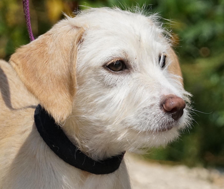 Welpe Terrier Tierheim Zypern 10