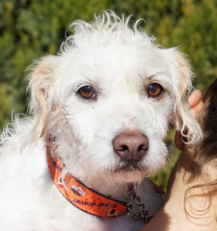 Pudelmix Linda aus Zypern sucht ihre Familie.