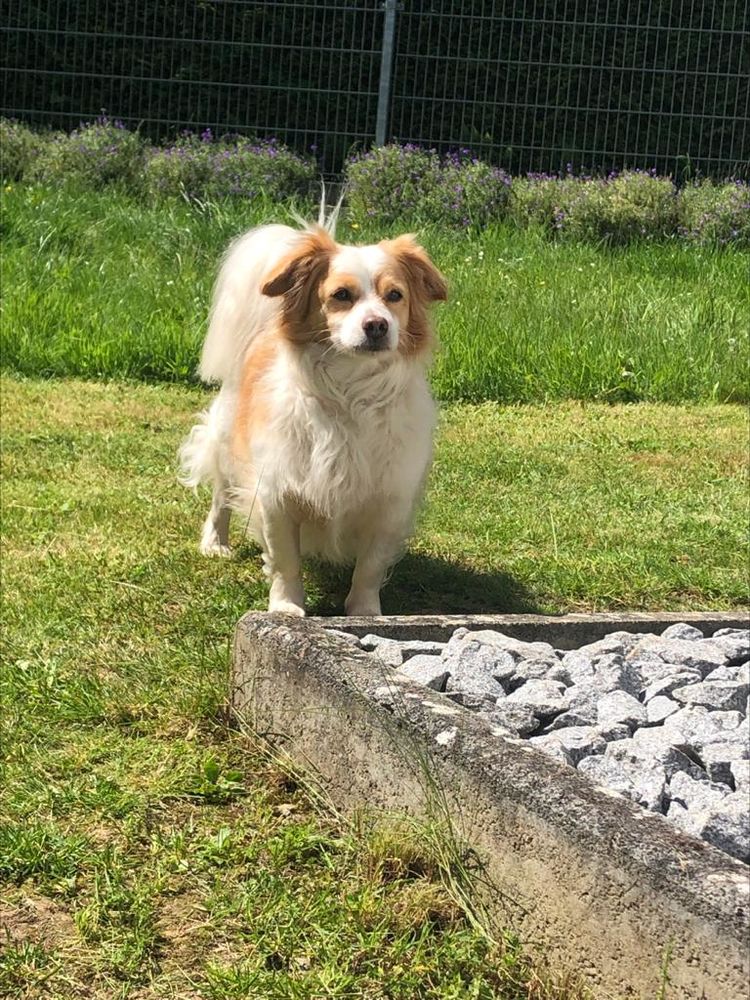 Kokoni Mix aus dem Tierschutz auf Zypern berichtet aus seinem neuen Zuhause.
