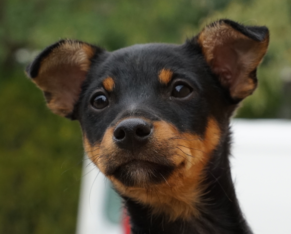 Welpe Lyra aus dem Tierschutz aus Zypern sucht eine Familie.